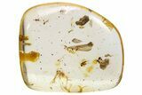 Polished Colombian Copal ( g) - Contains Spiders and Flies! #286917-1